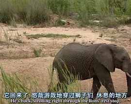 探索频道： 非洲超级七兽 Africa's Super Seven (Discovery)Africa's Super Seven (Discovery) (·)豆瓣评分：8.3 · 