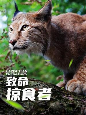 致命掠食者 2020 展现加拿大奇特壮观的自然奇景和丰富的动物生存环境 