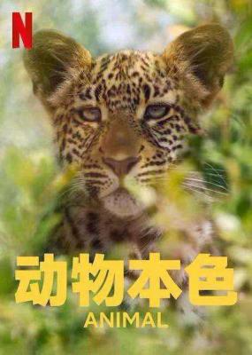 动物本色 第二季 ANIMAL SEASON 2‎ (2022) 2碟 高清版 豆瓣8.7 