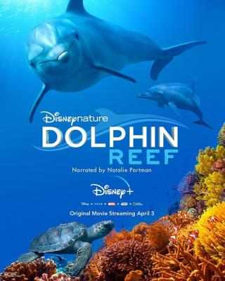 海豚礁 2020迪斯尼出品故事性动物纪录片大作  