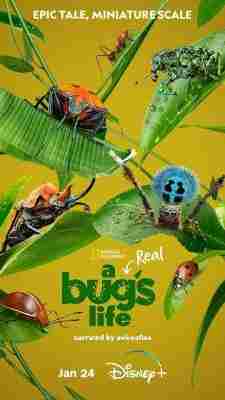 虫虫历险记/真实虫虫危机 A Real Bug's Life‎ (2024) 带国配 高清版 